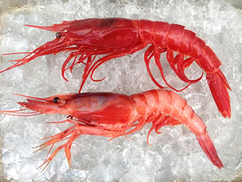 Royal Red Shrimp – The Secret Delicacy of Gulf Coast dannwoellertthefoodetymologist